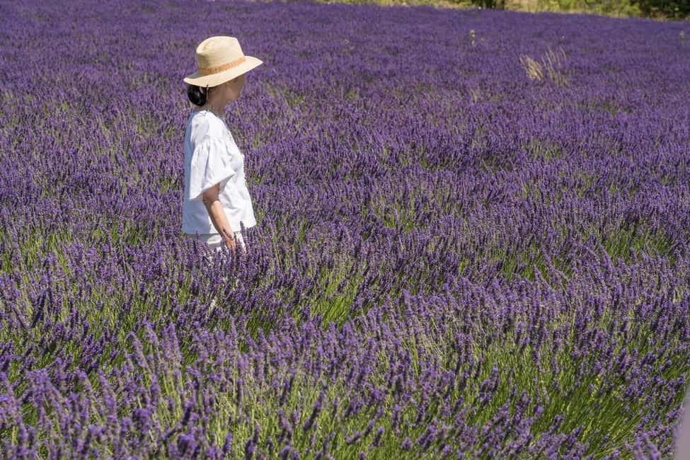 From Avignon: Half Day Lavender Tour to Sault - Who should book this tour (and who should skip it)