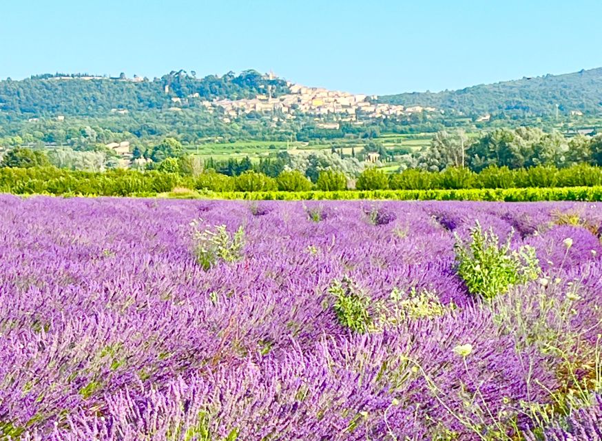 From Avignon: Lavender Tour around Valensole or Sault - Choosing between Valensole and Sault
