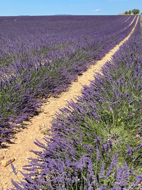 From Avignon: Lavender Tour around Valensole or Sault - St. Trinit picnic and Ferrassières lavender