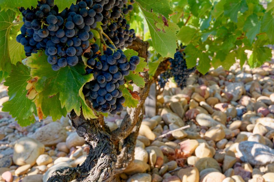 From Avignon: Luberon and Chateauneuf-du-Pape Full-Day Tour - Châteauneuf-du-Pape: How the Terroir Thread Gets Explained
