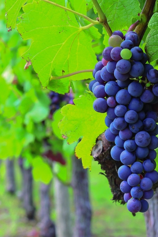 From Bordeaux: Full-Day Medoc Wine Tour - Why Medoc from Bordeaux works better than DIY