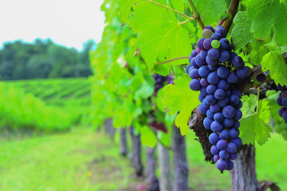 From Bordeaux: Full-Day Medoc Wine Tour - Small-group pacing: how the day stays relaxed