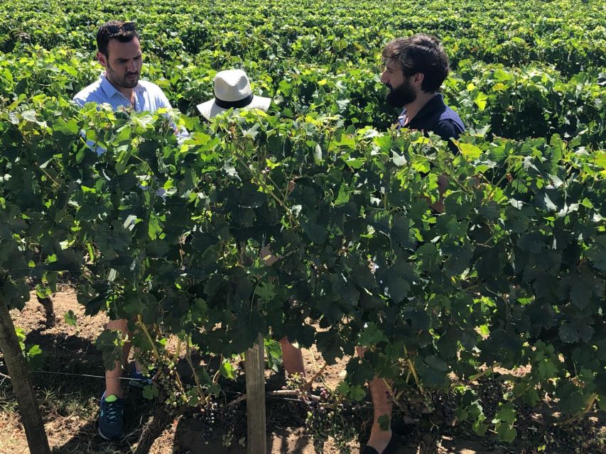 From Bordeaux: Half-Day Saint-Emilion Wine Tour - From Bordeaux’s Quinconces to vineyards in one comfortable hop