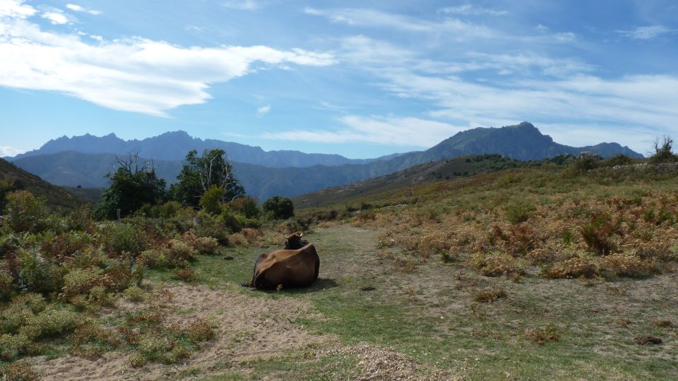 From Calvi: 4x4 Day Tour Mountain & Agriates' Saleccia Beach - Reginu Valley olive countryside: centenarian trees and slow roads