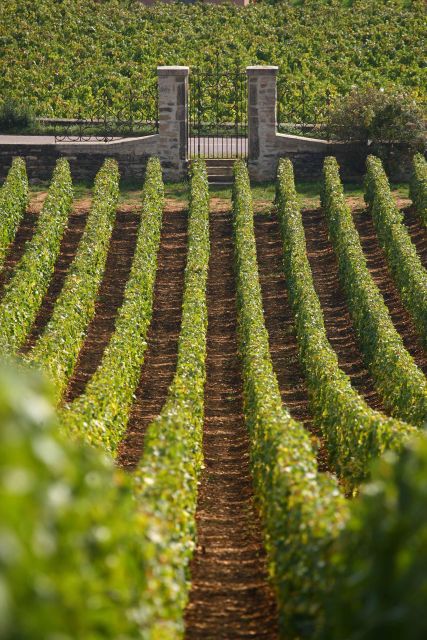 From: Dijon/Beaune: Burgundy Region Winery Tour with Lunch - The family-run winery: guided visit plus tasting of 8 wines