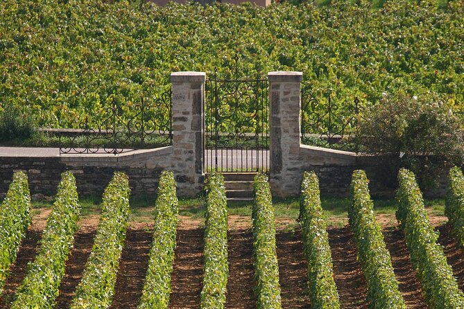 From Dijon: Full day the most of Burgundy with lunch - Meursault Family Winery: Vineyard-to-Glass and Direct Tasting