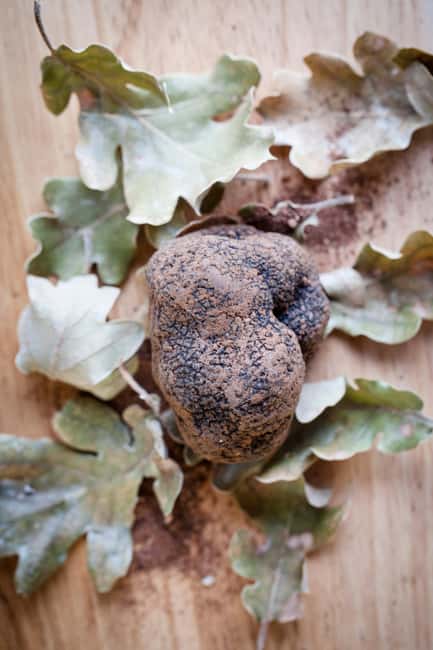 From location: Truffle farm visit, culinary workshop, meal - My call: book it if truffles are the point