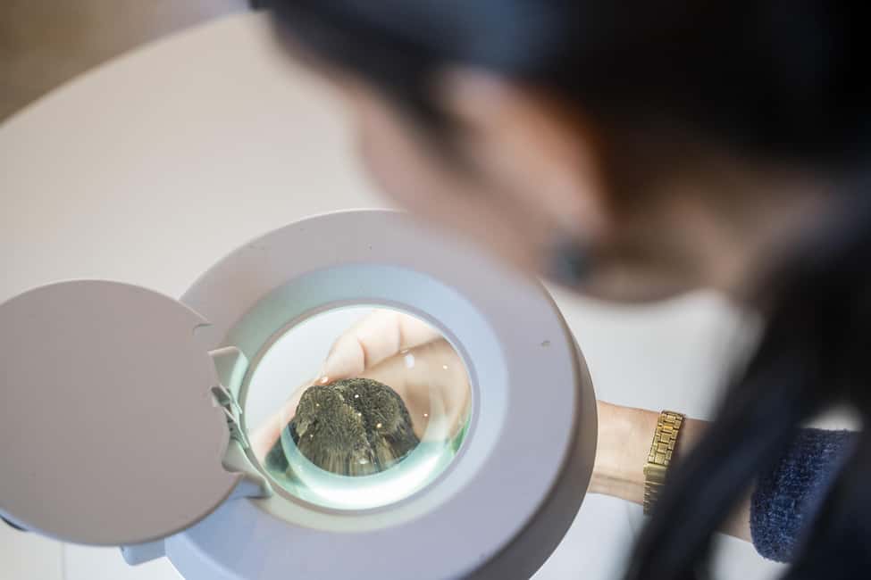 From location: Truffle farm visit, culinary workshop, meal - The 30-minute workshop: making truffled cheese