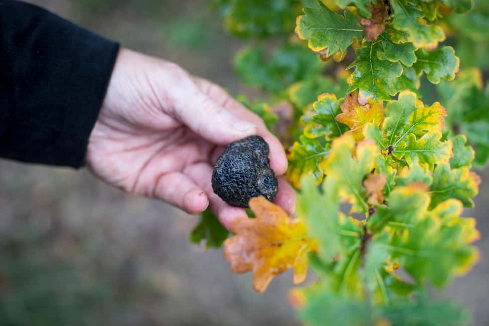 From location: Truffle farm visit, culinary workshop, meal - What the $200 price really covers