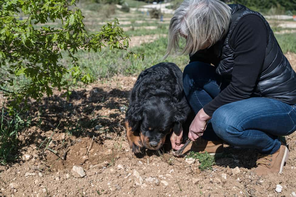 From location: Truffle farm visit, culinary workshop, meal - What to bring and how to prepare
