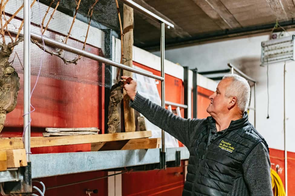 From Lyon: Golden Stones Beaujolais Wine Tasting Tour - Key things I’d highlight before you go