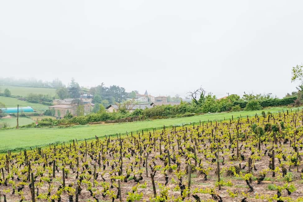From Lyon: Golden Stones Beaujolais Wine Tasting Tour - Wine tasting strategy: what you’ll taste and how to order your attention
