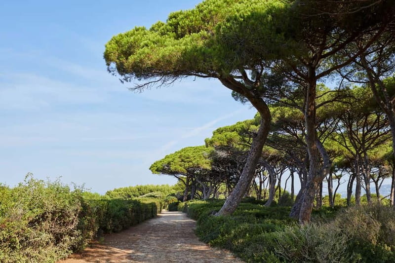 From Mandelieu: St. Marguerite Island Roundtrip Ferry Ride - Breathe in the pine and eucalyptus: walking trails that feel made for a day out
