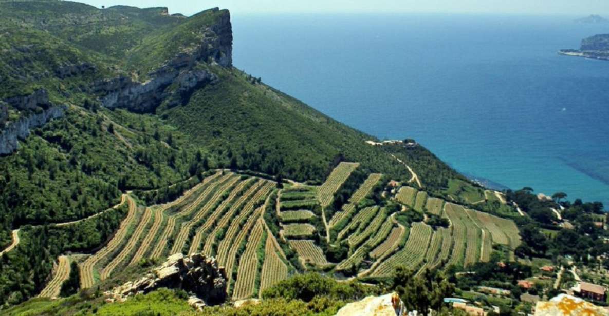 From Marseille: Bandol/Cassis Wine Tour with Viewpoint - Why this half-day trip works from Marseille