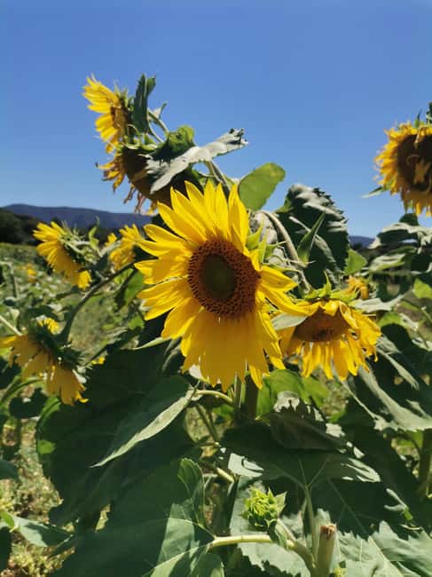 From Marseille: Customizable Private Day Tour of Provence - Arles, Saint-Rémy, and the Roman past
