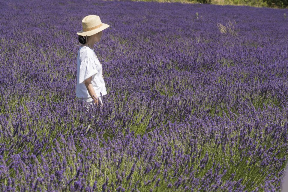 From Marseille: Lavender Full-Day Trip to Sault - Sault Lavender Fields: Photo Time, Walking Time, and Color