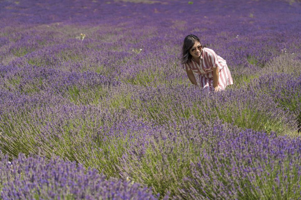 From Marseille: Valensole Lavender Full-Day tour - Marseille to Valensole by Minivan: Fast, Comfortable, and Actually Timed for Photos