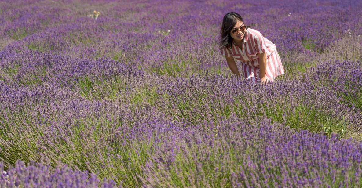 From Marseille: Valensole Lavender Full-Day tour - Producer Stop for Lavender Oil and Honey: This Is Where the Smell Gets Specific