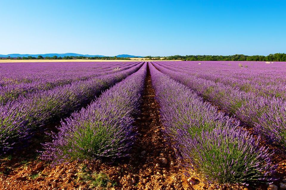 From Marseille: Valensole Lavender Full-Day tour - Valensole Plateau Lavender: What You’re Really Seeing (Lavandin, Photo Light, and Bloom Timing)