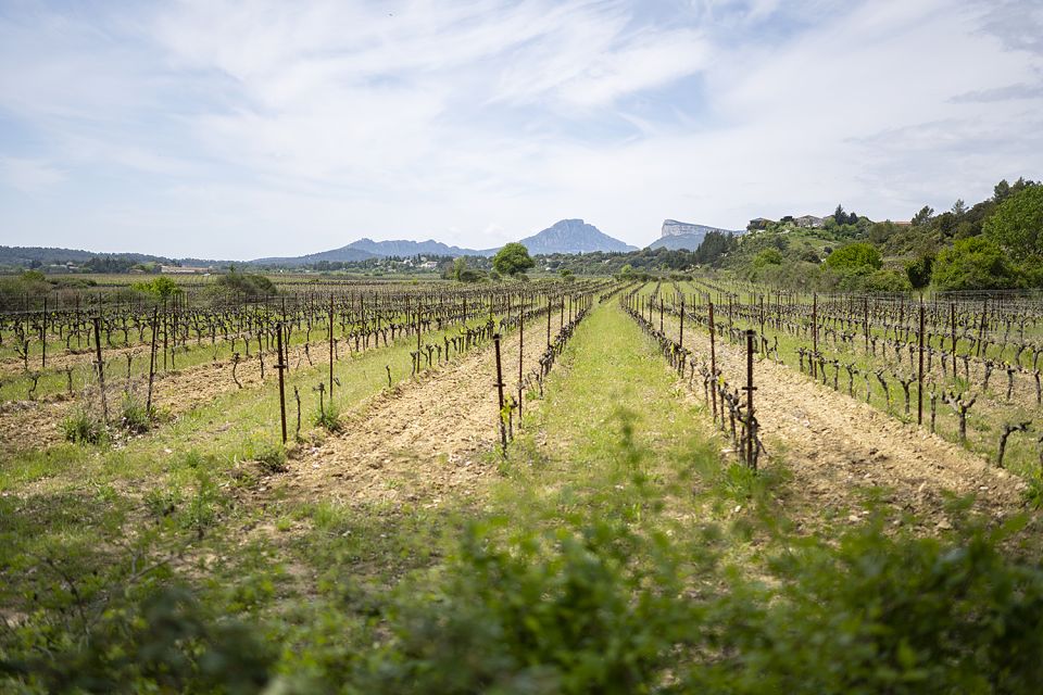 From Montpellier: Half-Day Vineyard & Pic Saint-Loup Tour - Pic Saint-Loup gives the tasting a sense of place