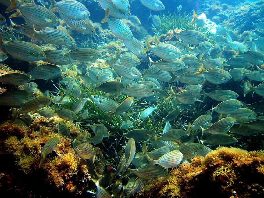 From Nice: French Riviera Swimming and Snorkeling Cruise - Meeting at Poseidon Diving & Snorkeling: Quick Setup That Pays Off