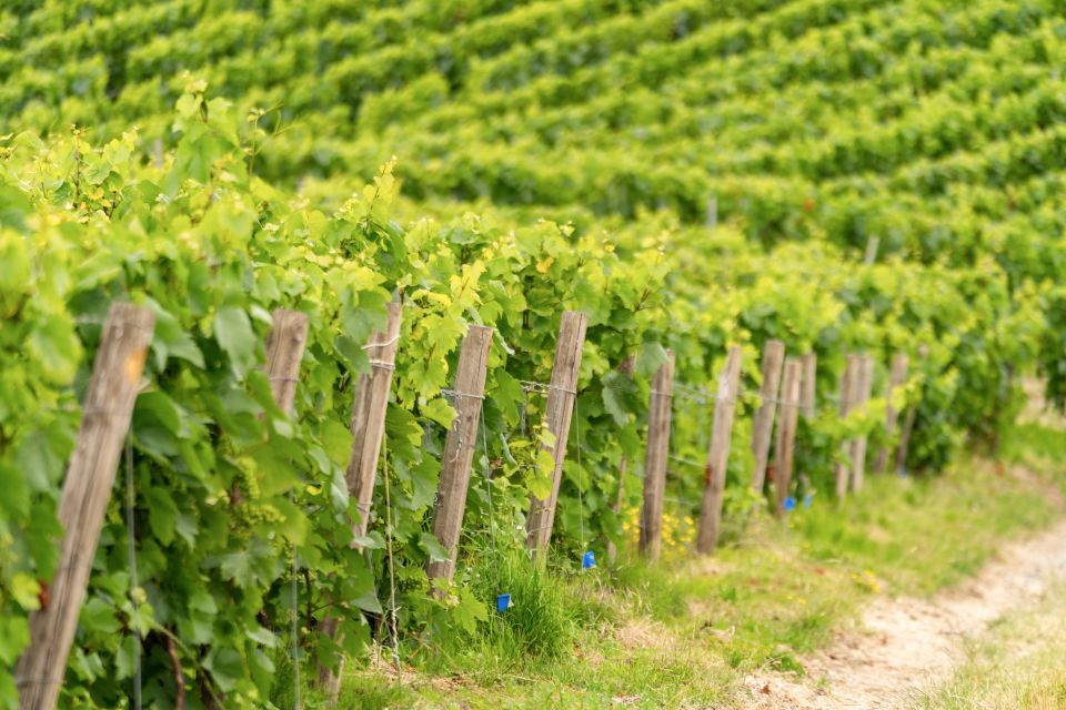 From Paris: Day Trip to Champagne with 8 Tastings & Lunch - Vineyard Tastings Mid-Route: Terroir Lessons With Fresh Air