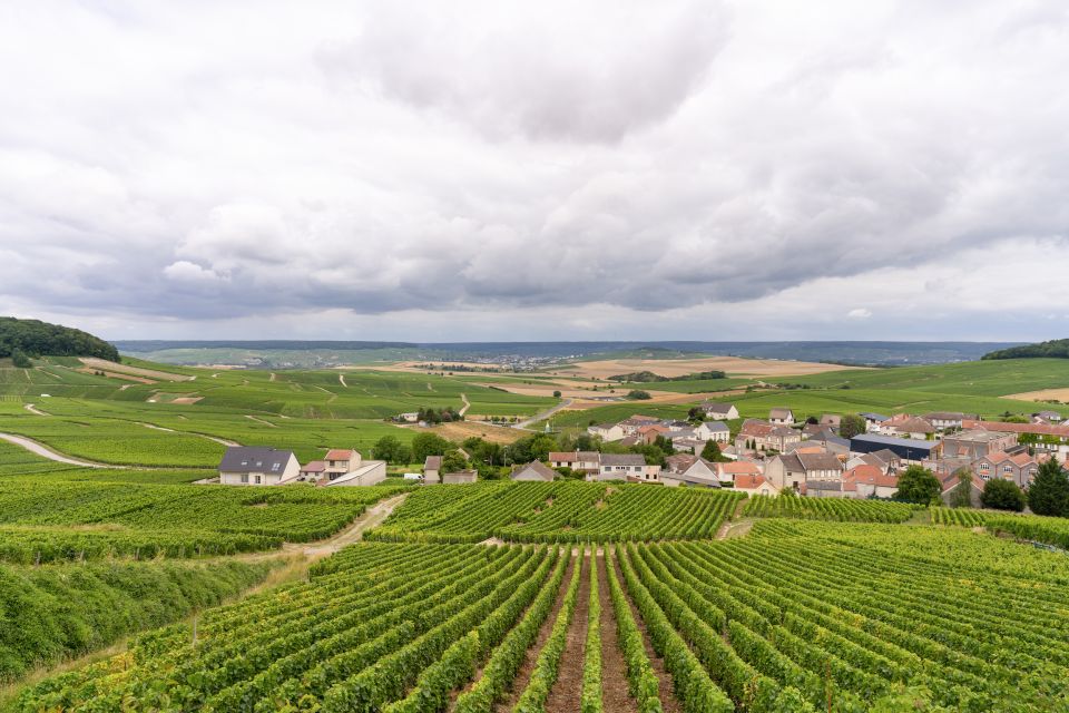 From Paris: Day Trip to Champagne with 8 Tastings & Lunch - Second Producer Visits: Co-ops and Family Estates in Contrast