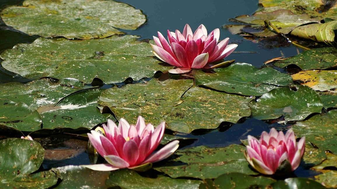 From Paris: Giverny Monet’s House & Gardens Half-Day Tour - Clos Normand: walk the flower paths like a painting