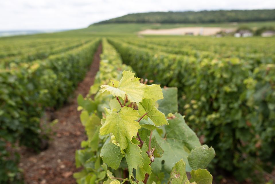 From Reims: Champagne and Family-Run Wineries Tour - Who this Champagne tour fits best