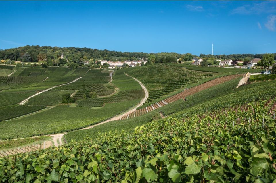 From Reims: Champagne Day Trip to 3 Family Domains & Lunch - Should You Book This Champagne Day Trip From Reims?