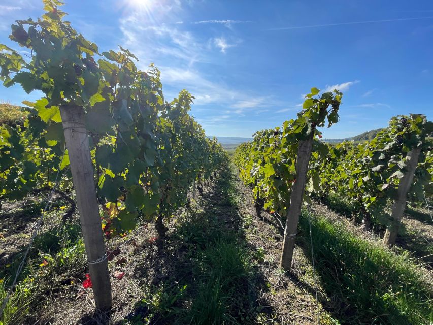 From Reims/Epernay: Champagne half-day tour (small group) - Two regions, two styles: Montagne de Reims and the Marne Valley