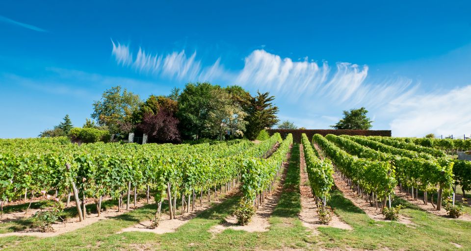 From Tours: Loire Valley Wineries Day Trip with Tastings - Walking Chinon: Renaissance streets, lunch choices, and local bites