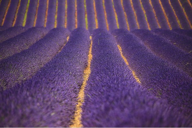 Full Day Ocean of Lavender in Valensole from Avignon - Why Valensole’s Lavender Fields Are Worth the Long Ride