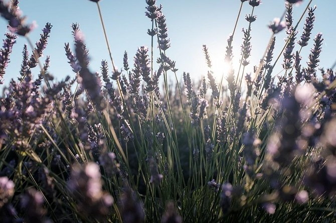 Full Day Ocean of Lavender in Valensole from Avignon - The Drive From Avignon and What It Means for Your Day