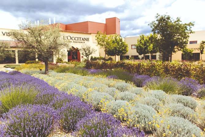 Full Day Ocean of Lavender in Valensole from Avignon - Guides, Flexibility, and the Small-Group Advantage
