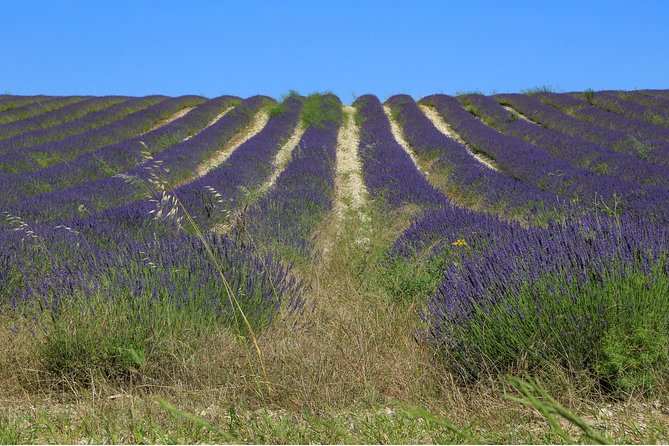 Full Day Ocean of Lavender in Valensole from Avignon - Is $137.01 Good Value From Avignon?