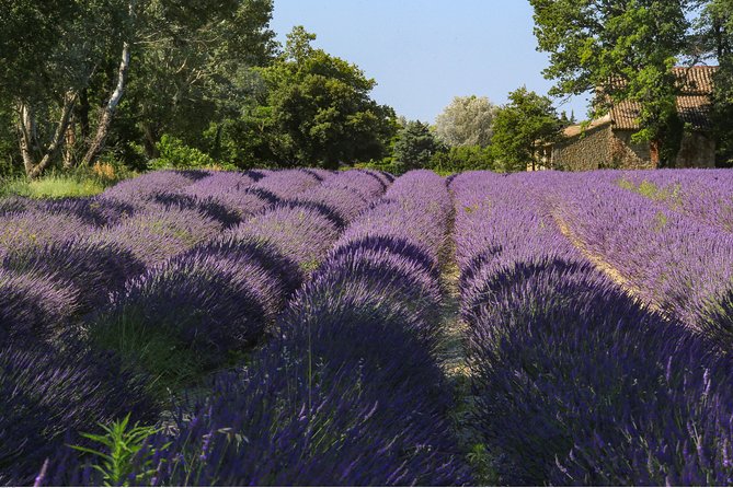 Full Day Ocean of Lavender in Valensole from Avignon - Who Should Book This Full-Day Outing?