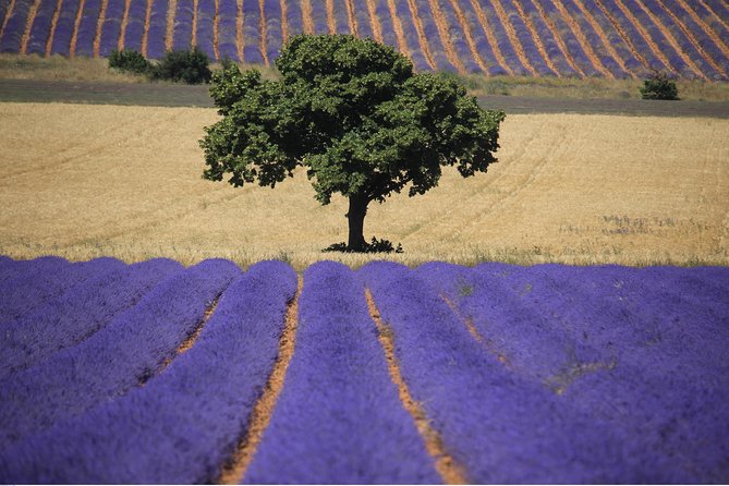 Full Day Ocean of Lavender in Valensole from Avignon - Should You Book the Valensole Lavender Tour?