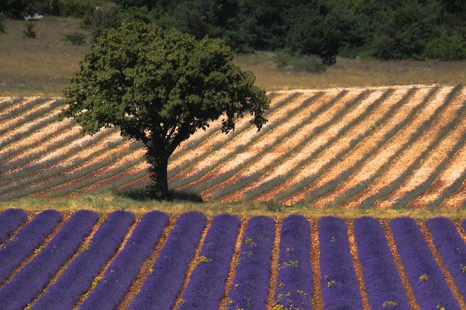 Full Day Ocean of Lavender in Valensole from Avignon - Walking the Rows in Valensole