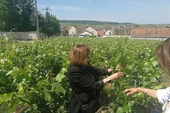 Full-Day Private Champagne Tasting in Reims and its Vineyards - Mailly-Champagne brings you into the vineyards