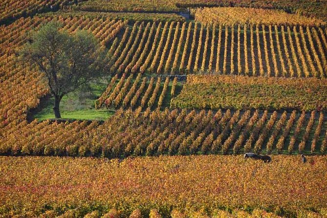 Full-Day Private Tour, 6 Premiers & Grands Crus, The Best of Burgundy - Key Highlights That Make This Tour Worth Your Attention