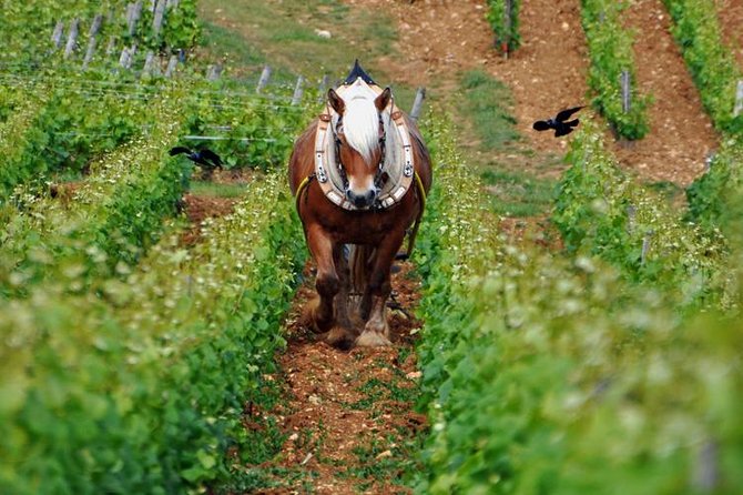Full-Day Private Tour, 6 Premiers & Grands Crus, The Best of Burgundy - Why the Premier Cru vs Grand Cru Lesson Actually Matters