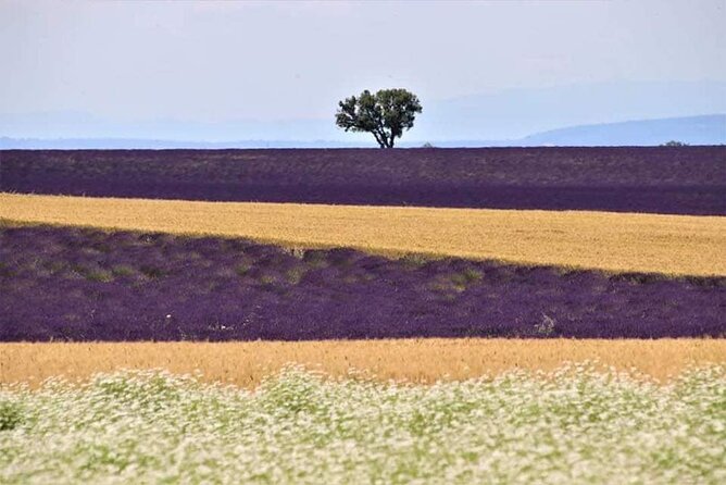 Full-day Private Tour Gorges du Verdon (LAVENDER JUNE 15/JULY 15) - A Second Lavender Plateau Near Sainte-Croix-du-Verdon