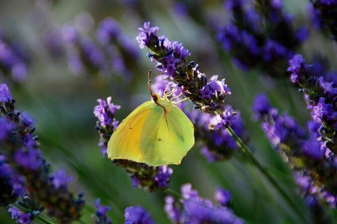 Full-day Private Tour Gorges du Verdon (LAVENDER JUNE 15/JULY 15) - Two Hours in Moustiers-Sainte-Marie