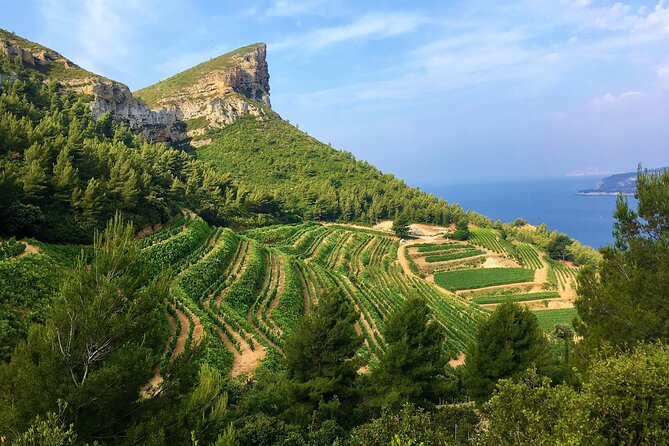 Full-day Wine Tour around Bandol & Cassis from Marseille - Key Highlights You’ll Feel Immediately