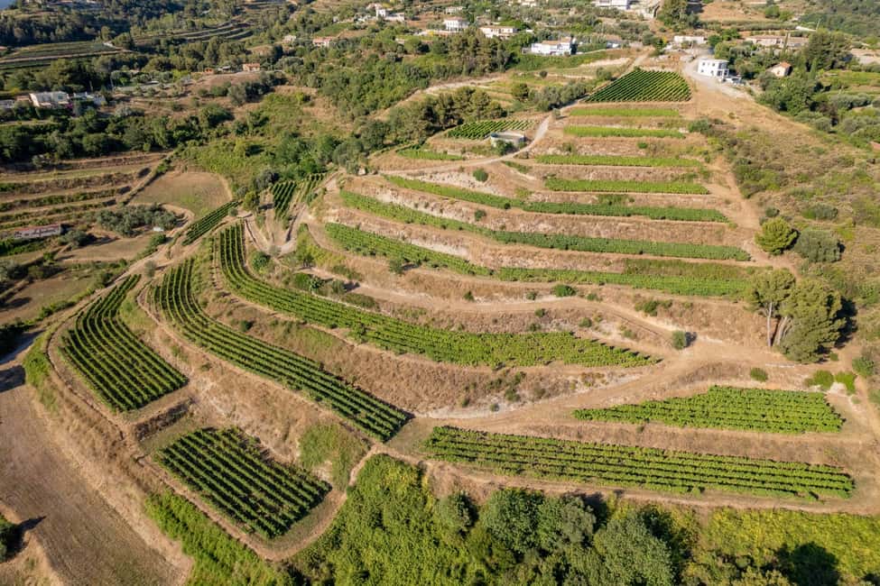 Full-Day Wine Tour in Bellet & Saint-Paul de Vence From Nice - Key points to know before booking