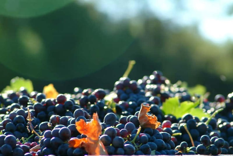 Full-Day Wine Tour in Bellet & Saint-Paul de Vence From Nice - The morning begins with two Bellet wineries