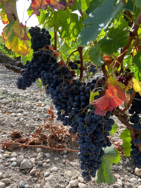 Full Day Wine tour in saint emilion & Margaux - Saint-Émilion village, stone by stone