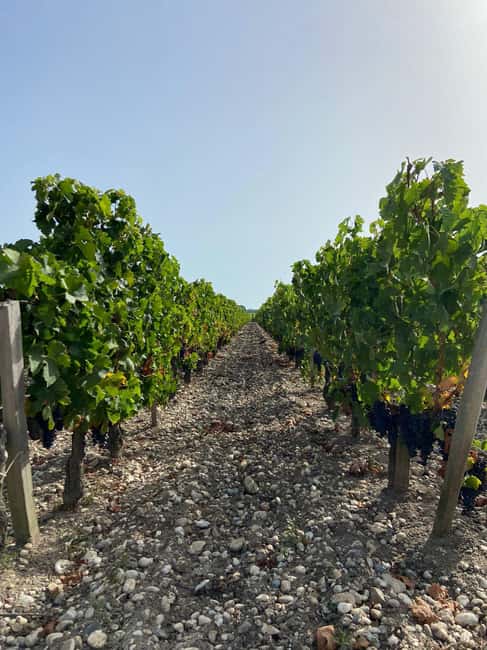 Full Day Wine tour in saint emilion & Margaux - What the guides add to the day