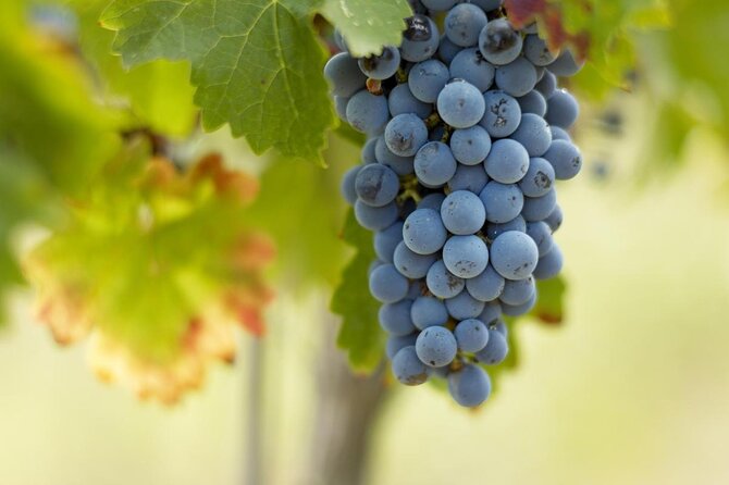 Full-day wine tour in Saint-Emilion (Premium Sedan) - Key points to know before booking
